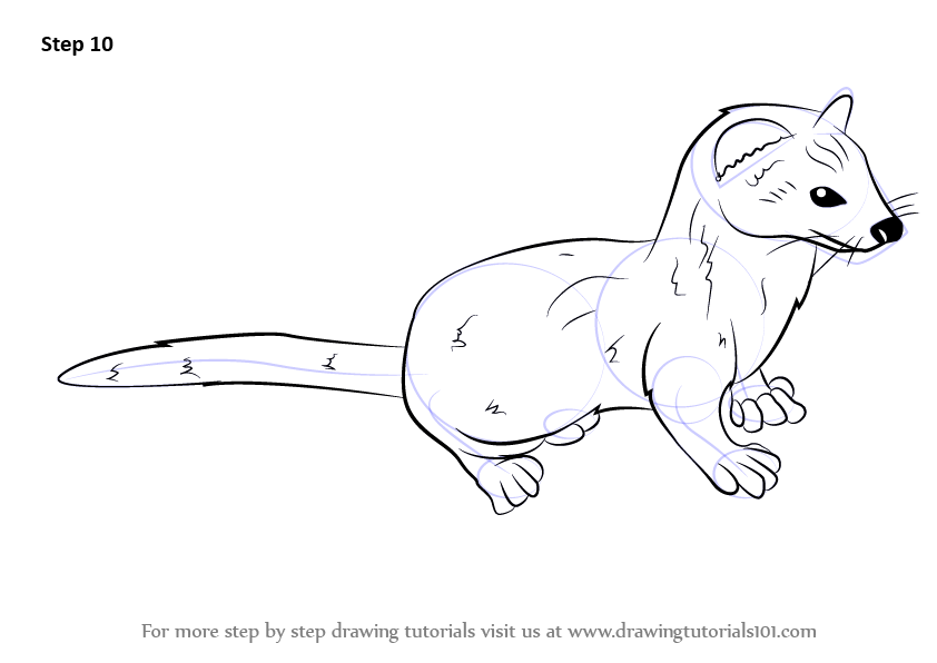 842x596 Learn How To Draw A Weasel (Other Animals) Step By Step Drawing
