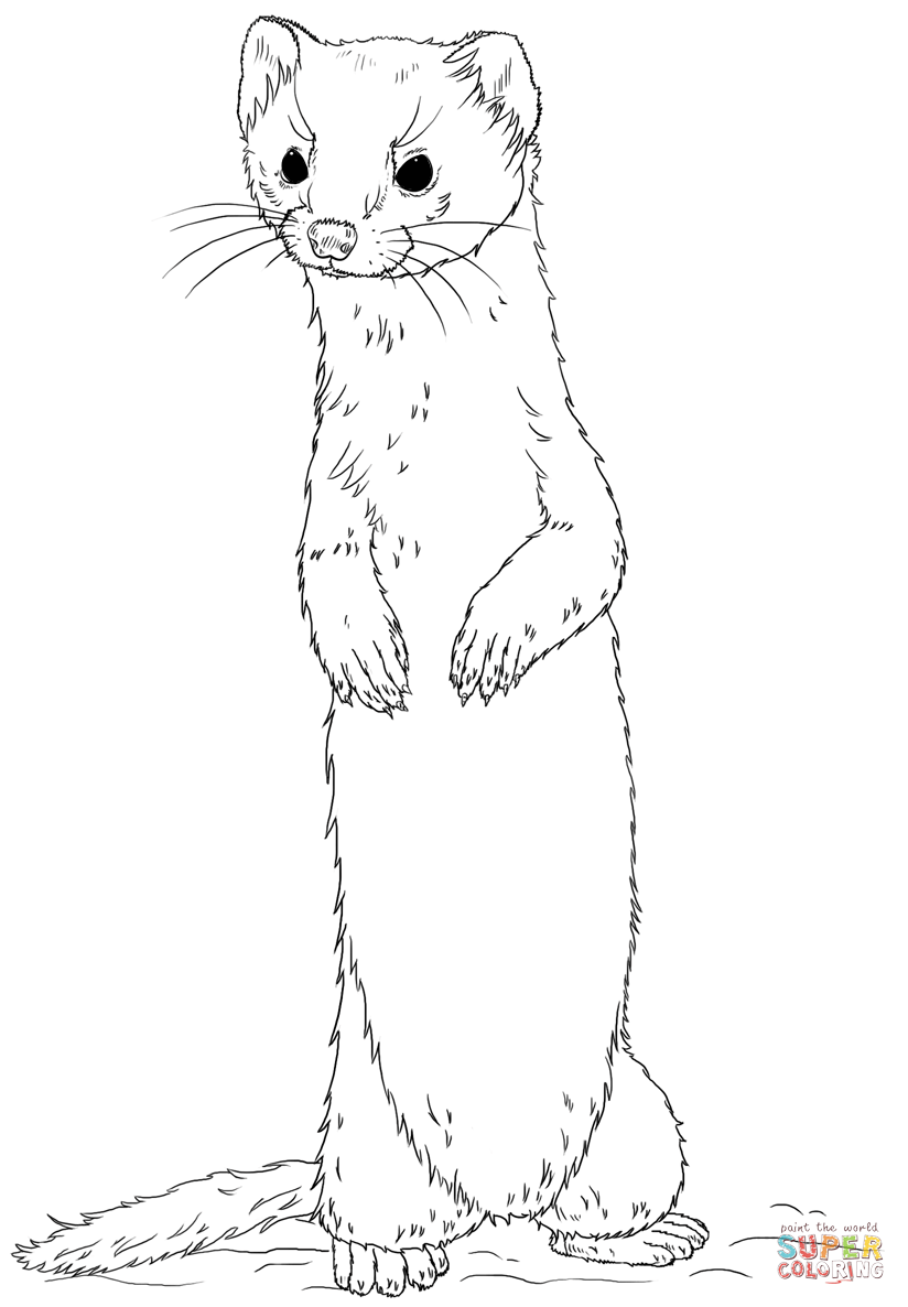 824x1186 Long Tailed Weasel Standing Coloring Page Free Printable