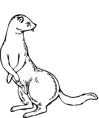 405x480 Weasel Is Standing And Look Back Coloring Page Free Printable