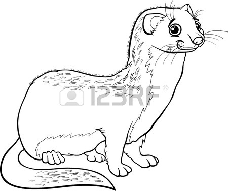 450x376 Weasel Stock Photos. Royalty Free Business Images