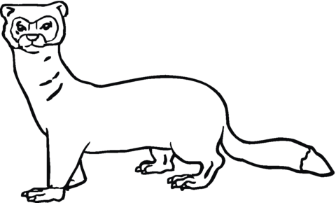 480x290 Weasel Coloring Page Free Printable Coloring Pages