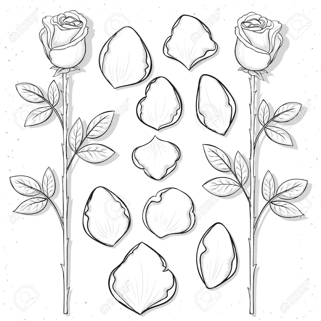 1300x1300 Isolated Rose And Petals Handmade In Sketch Style. Sketch