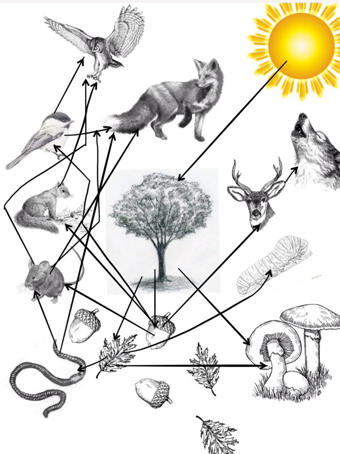 670x893 How To Draw A Food Web 5 Steps (With Pictures)
