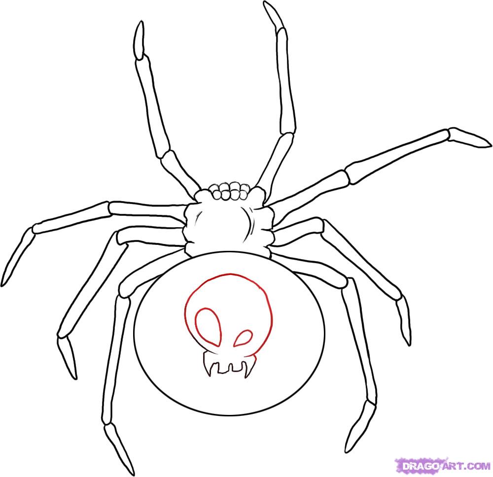 1000x968 Draw A Black Widow, Step By Step, Drawing Sheets, Added By Dawn