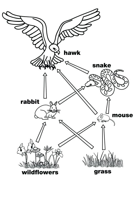 564x845 Food Chain Coloring Page X X X A Next Image A Wallpaper Food Web