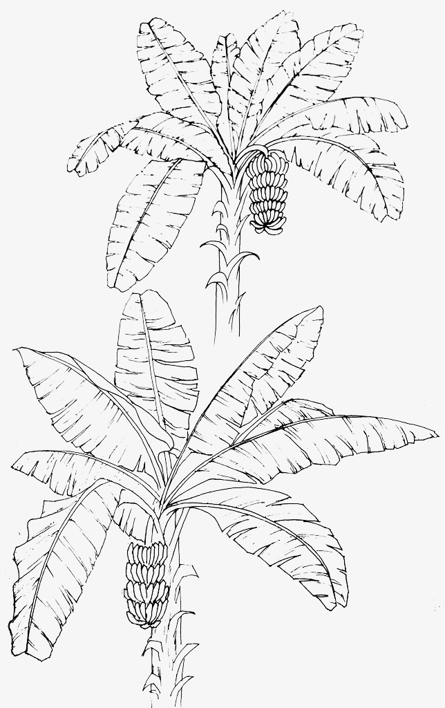 644x1024 Line Drawing Banana Leaves, Web Page, Banana Leaves, Sketch Png