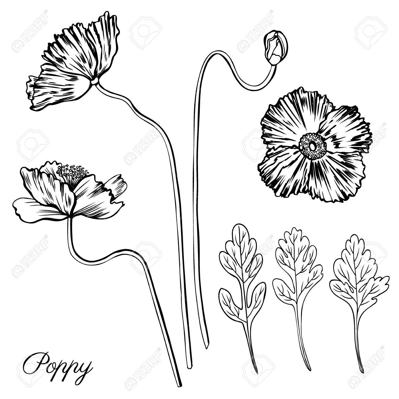1300x1300 Poppy Flower, Bud, Leaves Vector Engraving Sketch Hand Drawn