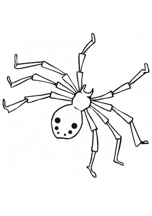 600x850 Realistic Drawing Of Spider Web Coloring Page