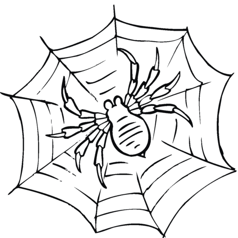 480x480 Spider On A Web Coloring Page Free Printable Coloring Pages