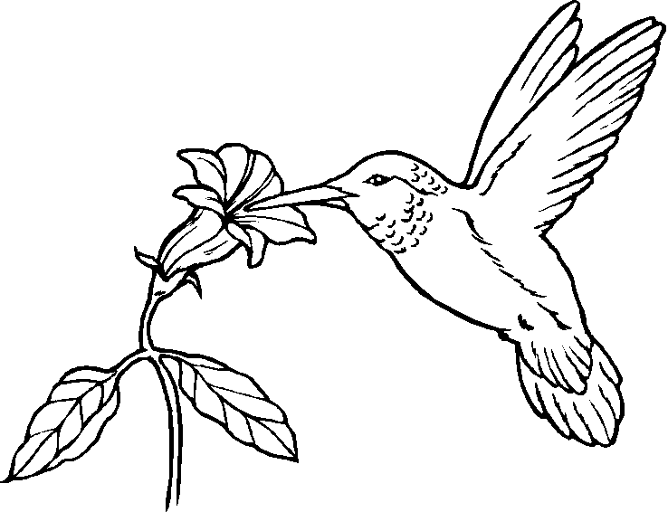 738x566 Bird Coloring Sheets For Kids