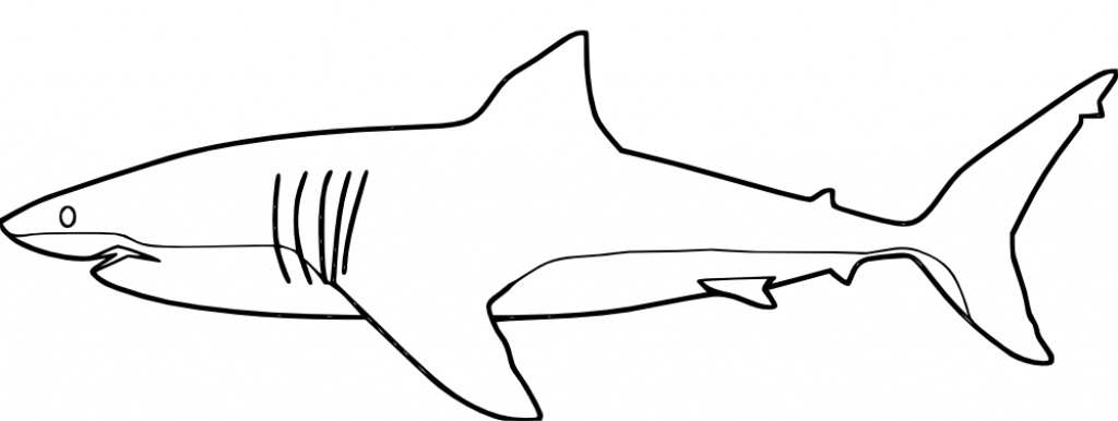 1024x386 Sketch Drawing Of Great W Website Inspiration Great White Shark