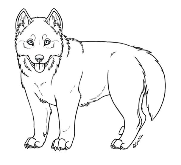 608x553 Free Siberian Husky Puppy Lineart By Sedillo Kennels Drawing