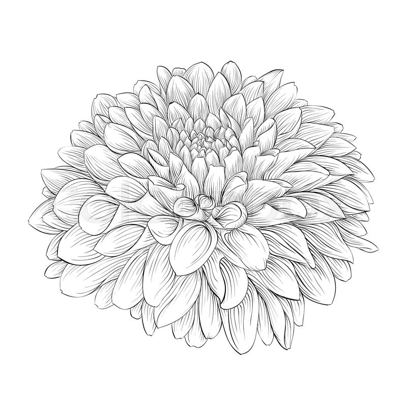 800x800 Beautiful Monochrome Black And White Dahlia Flower Isolated