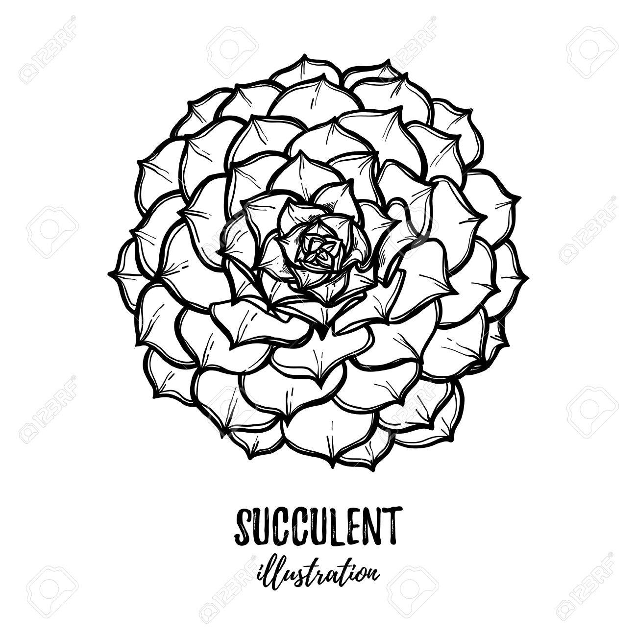 1300x1300 Hand Drawn Vector Illustration