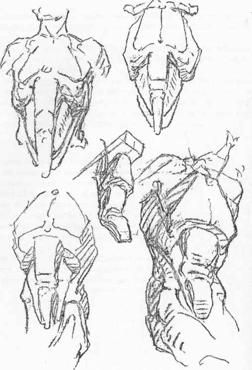 507x743 Draw A Breast Bone