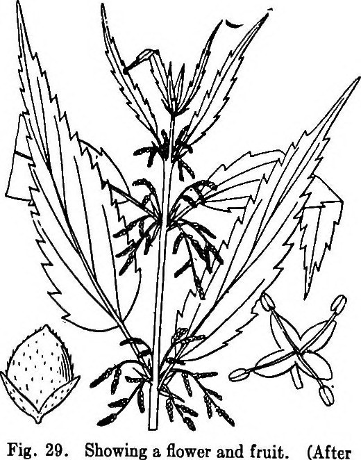 520x662 Image From Page 73 Of The Indiana Weed Book (1912)
