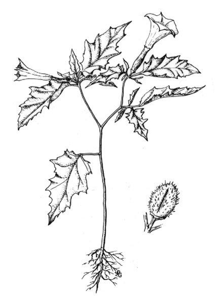438x600 Jimsonweed (Datura Stramonium)