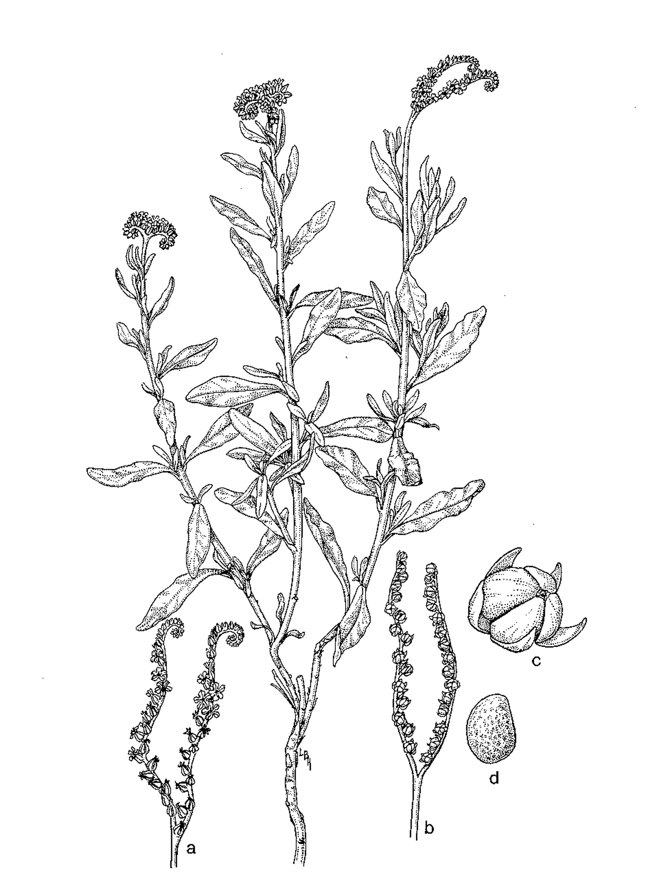 1350x1800 Rebuilding Earth Plants Of The Post Anthropocene Garryrogers