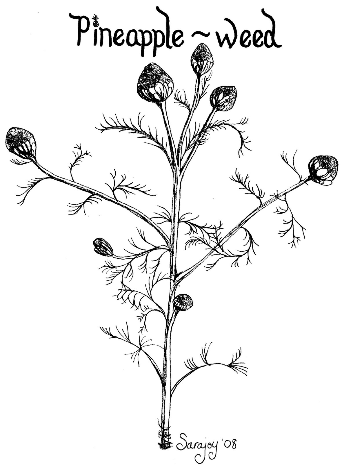 1180x1600 Wild And Free Pineapple Weed