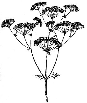 280x333 Missouri Weeds Line Drawings