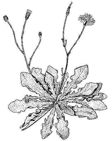 383x480 Cat's Ear Tamar Valley Weed Strategy