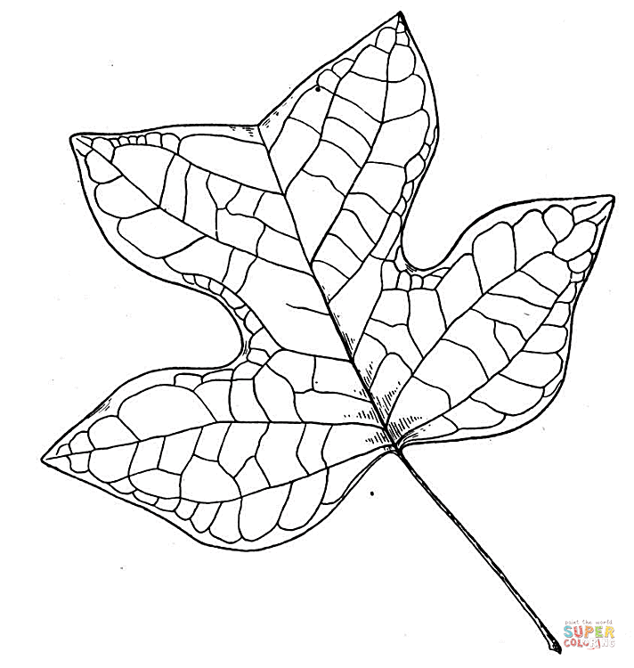 712x750 Tulip Tree Leaf Coloring Page Free Printable Coloring Pages