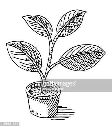 388x443 Gallery Pot Plants Drawing,