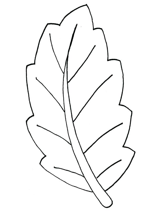 600x800 Pot Leaf Coloring Pages Basswood Tree 3 Pot Leaf Coloring Pictures