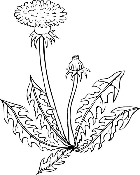 480x599 Weed Leaf Drawing Tumblr