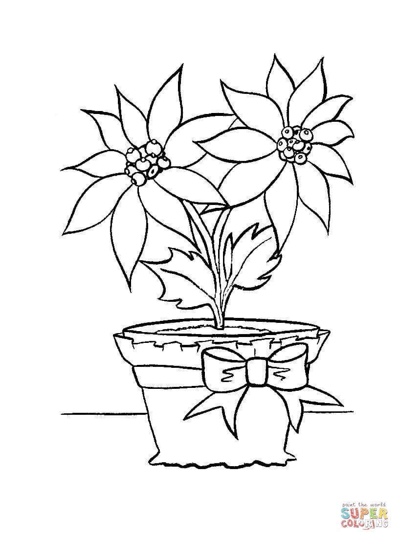 816x1104 Christmas Flower In In A Pot Coloring Page Free Printable