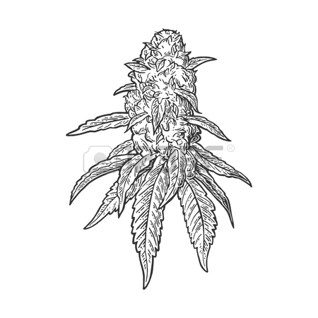 450x450 Marijuana Mature Plant With Leaves And Buds Cannabis. Hand Drawn