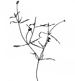 257x277 Baby Pondweed Aquaplant