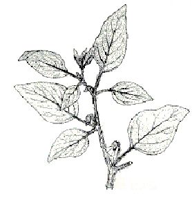 278x293 The Perennial Ground Cherry