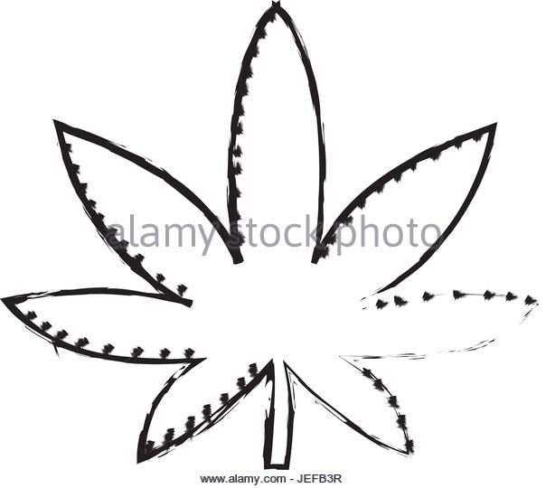 604x540 Cannabis Plant Illustration Stock Photos Amp Cannabis Plant
