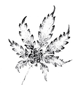 285x300 Legalize Marijuana Posters