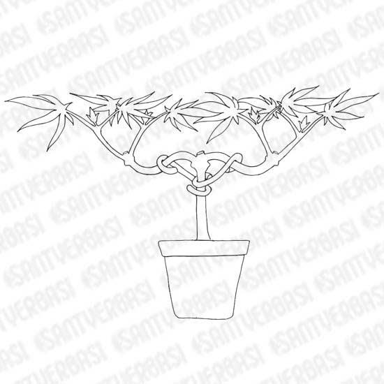 550x550 Main Lining Technique Growing Marijuana Santyerbasi Blog