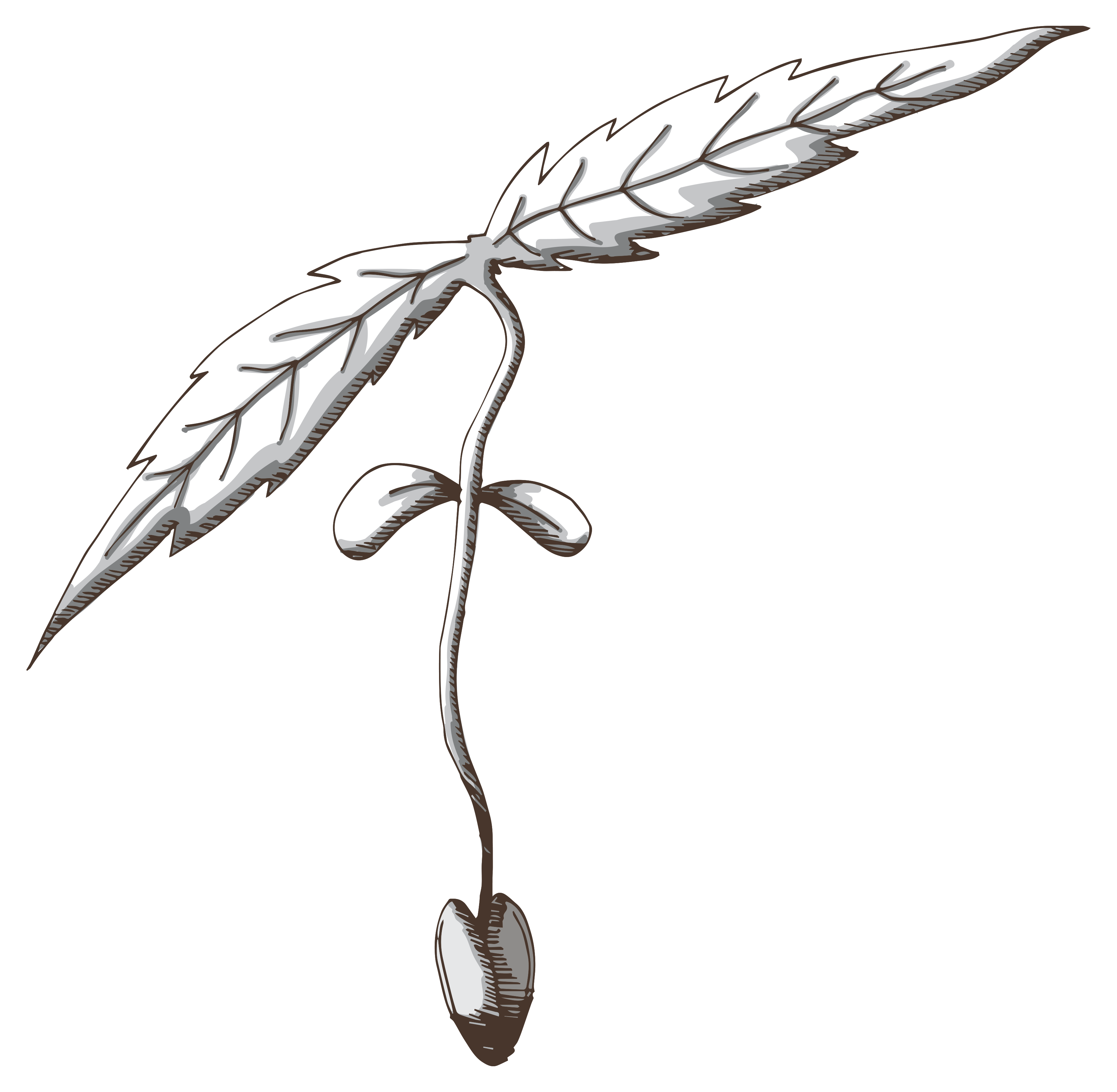 3600x3519 Dj Short Old World Genetics