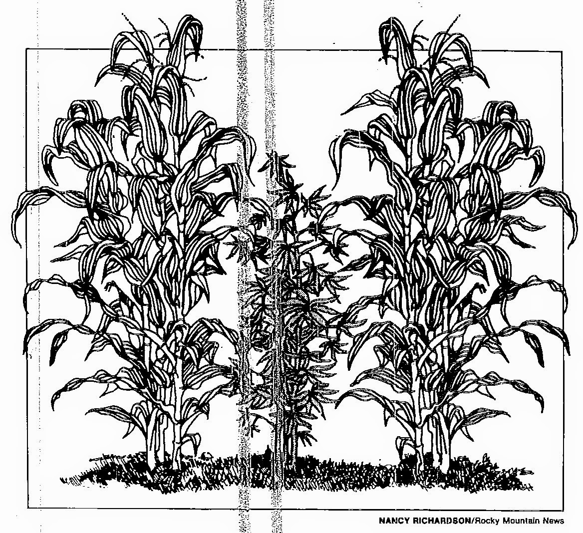 1168x1068 Drawn Pot Plant Weed Line