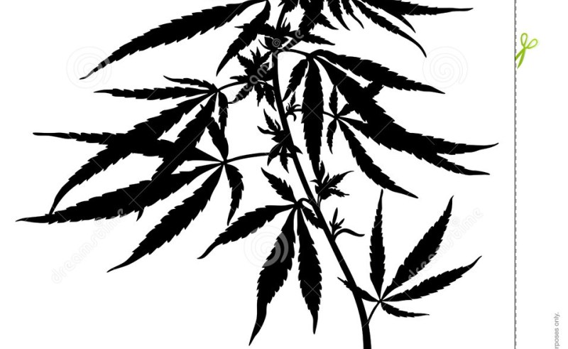 800x491 Flowers Plant Drawing Gardening Flower And Vegetables