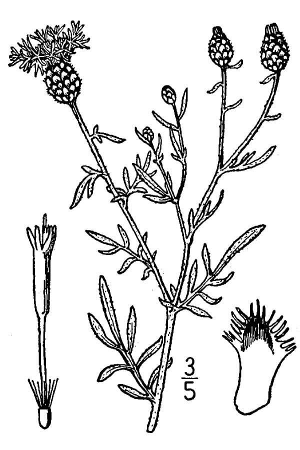 600x900 Spotted Knapweed