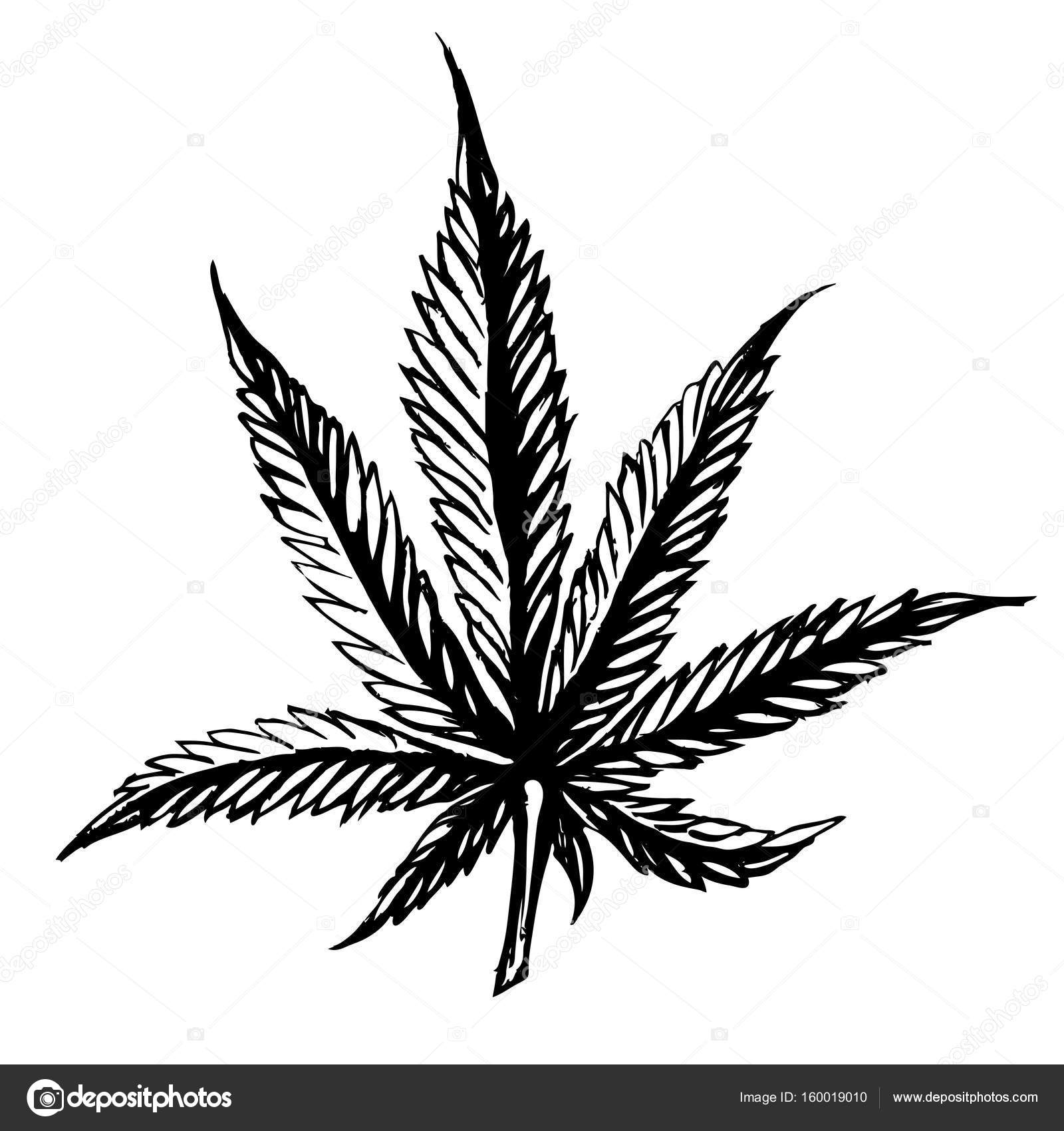 1600x1700 Cannabis Leaves Sketch Hand Drawn Isolated On White Background