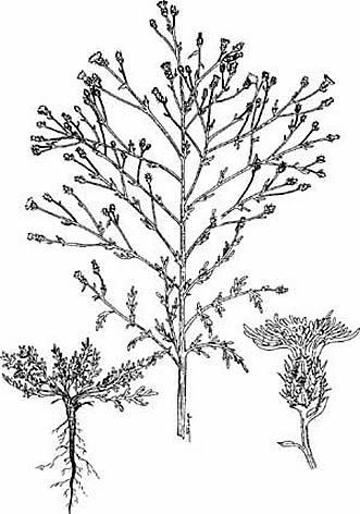 331x472 Diffuse Knapweed