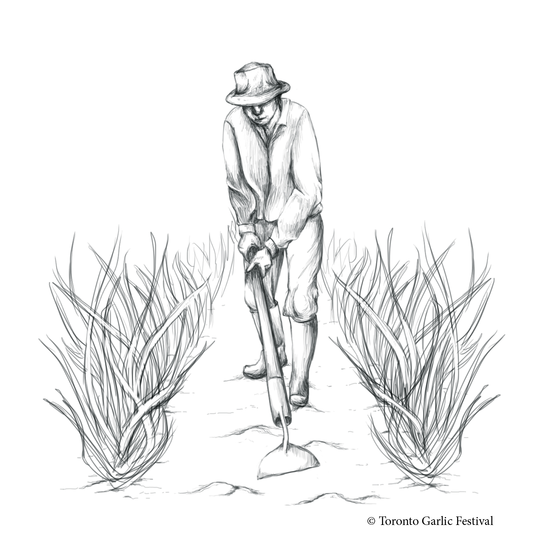 1800x1800 Growing Garlic