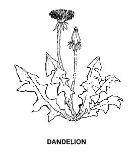 270x315 How To Control Weeds