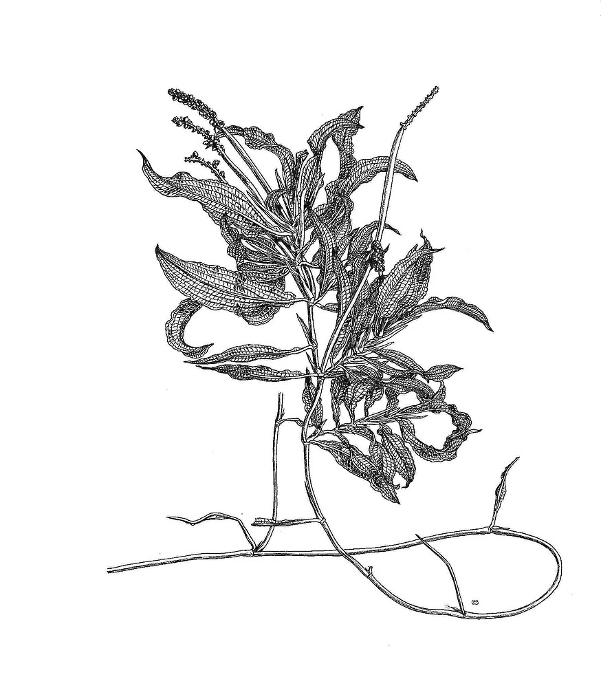 874x1000 How To Draw Pond Weed, Pond Weeds Coloring Pages