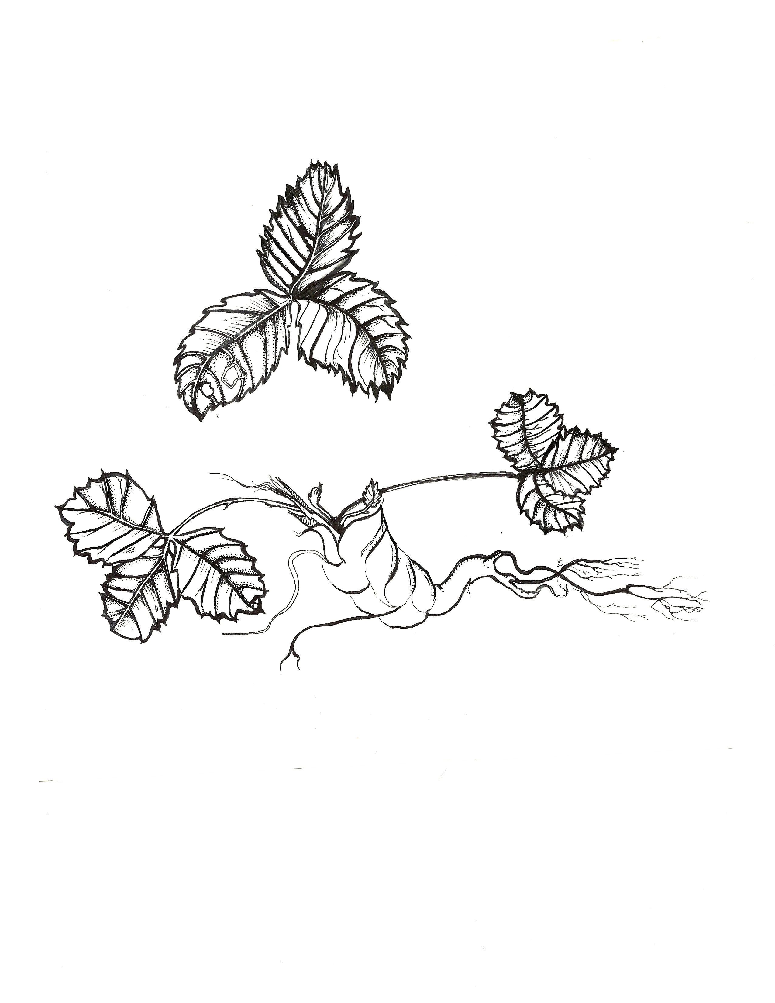 2550x3300 Botanical Illustration Sticks And Weeds Garden Co.