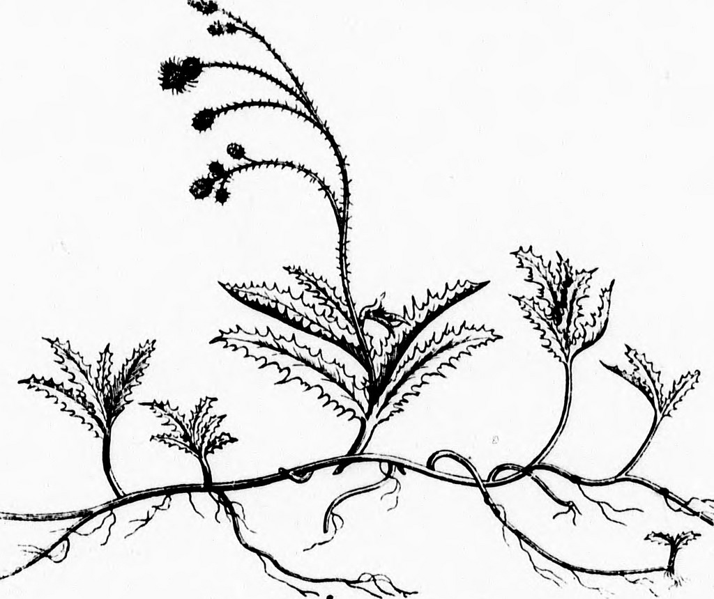 1024x860 Image From Page 129 Of Weeds, And How To Eradicate Them