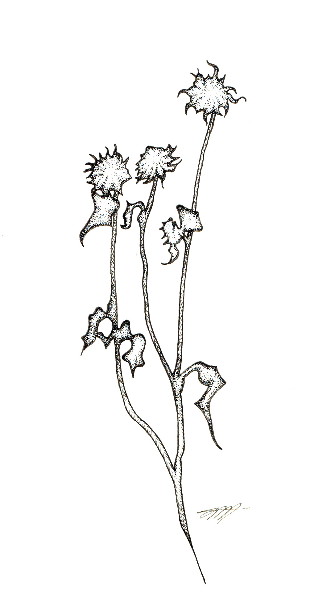 Weeds Drawing at GetDrawings | Free download