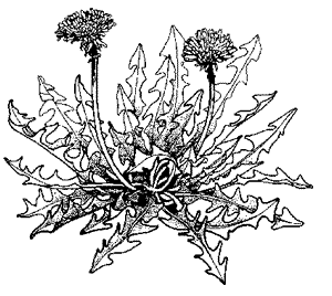 Weeds Drawing at GetDrawings | Free download