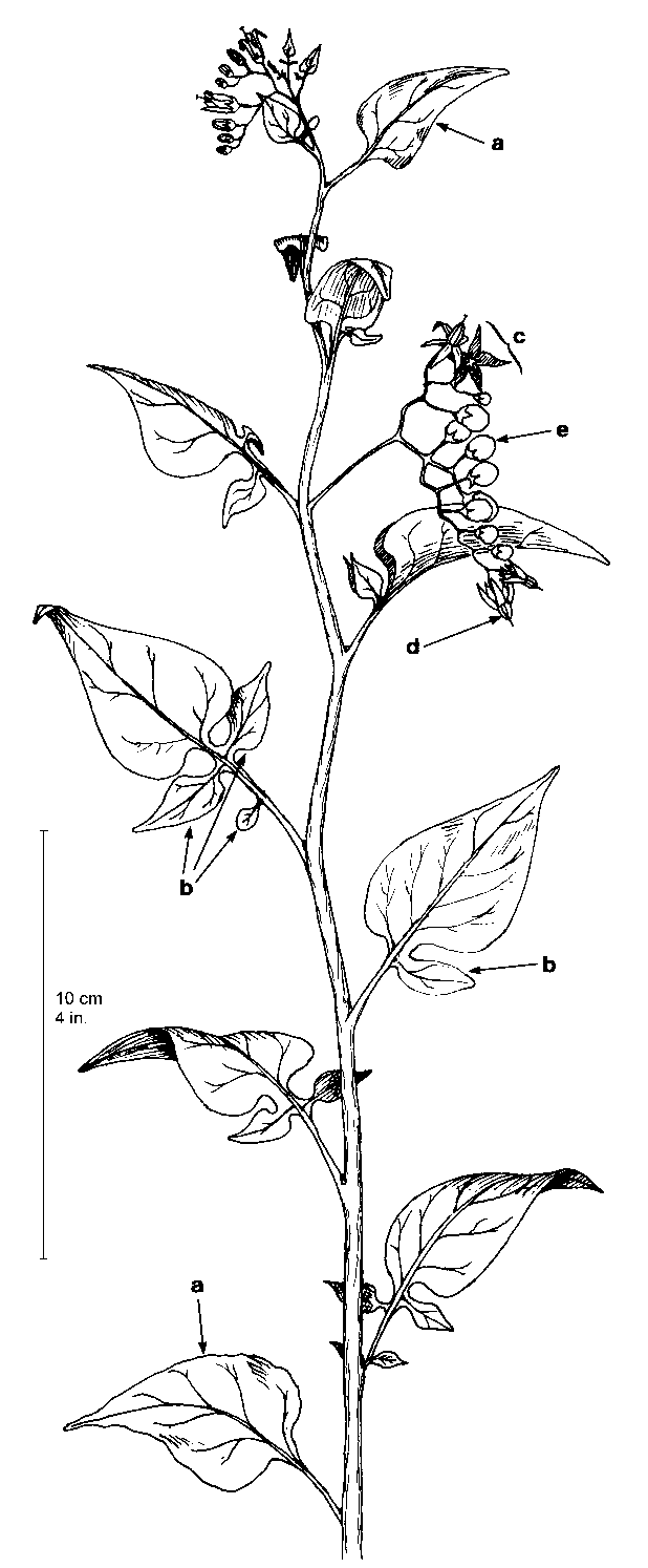 618x1494 Ontario Weeds Climbing Nightshade